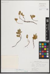 Foto von Salix herbacea L.